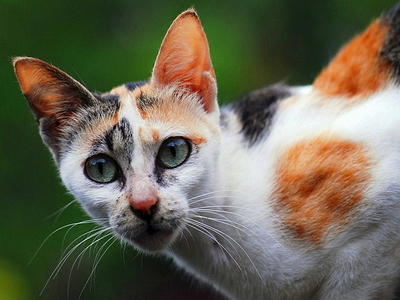 Πρόστιμο γιατί εγκατέλειψε τις γάτες της νεκρής αδελφής του